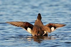 Gadwall